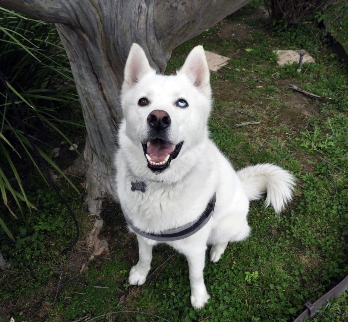 Meet Oliver! Senior Lauren T. and her family rescued him from abusive owners in California. 